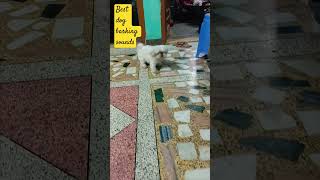 Dog barking out of fear 🐶  shih tzu  shih tzu barking  dogs shorts [upl. by Candra]