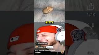 cat funny reaction memes ytshorts gaming [upl. by Torre]