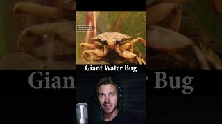 Giant Water Bug Facts [upl. by Larianna]