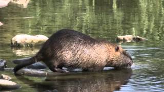 Nutria Coypu and fish Pesca along the Bisenzio River Prato Italy [upl. by Mariette]