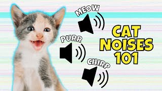 8 Common Cat Noises amp What They Mean [upl. by Nymassej]