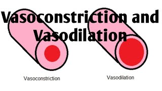 Vasoconstriction and Vasodilation Difference [upl. by Eart]