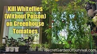 How to Kill Whiteflies without poison on Greenhouse Tomatoes [upl. by Yrellih]