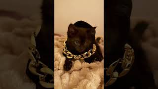 Autumn’s Halloween costume halloweenkitty kittencostume kittens rescuekittens [upl. by Skipper104]