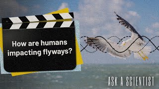 ASK A SCIENTISTHow are humans impacting flyways [upl. by Ataeb]