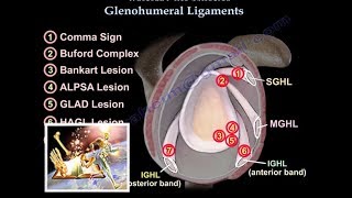 Glenohumeral Ligaments ligaments of the shoulder  Everything You Need To Know  Dr Nabil Ebraheim [upl. by Binette62]