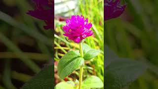 gomphrena grown from seed [upl. by Salinas]