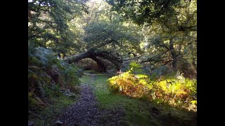 HOLFORDSomerton amp Higher Hare Knapp Circular Hike PART IICrossing The Fords of Hodders Combe [upl. by Perice251]