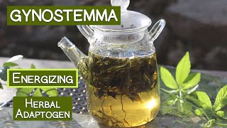 Gynostemma Tea An Energizing Herbal Adaptogen [upl. by Lalita630]