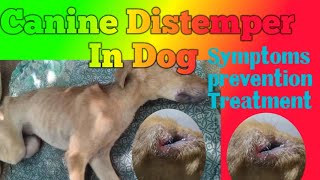 Canine Distemper in Dogs  CD in dogs  Diagnosis prevention and Treatment of CD in Dog [upl. by Flem]