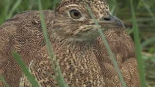 Mesures de réduction dimpacts pour les oiseaux de plaine [upl. by Nyrret]