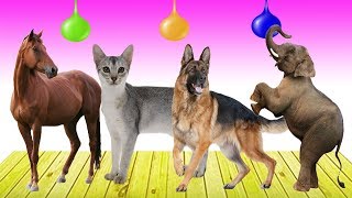 Apprendre les Couleurs en anglais pour bébé  Apprendre les couleurs avec les animaux [upl. by Atik]