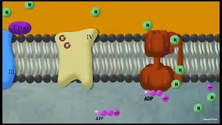 la phosphorylation oxydative [upl. by Yenruoj659]