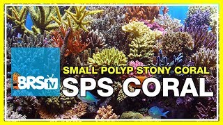 Week 37 Small Polyp Stony corals SPS selection care amp placement  52 Weeks of Reefing [upl. by Nniw]