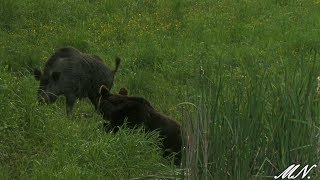 Niedźwiedź z dzikiem bliskie spotkanie [upl. by Bradway]