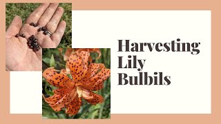 Bulbils  Harvesting and Planting Lily Bulbils [upl. by Garek]