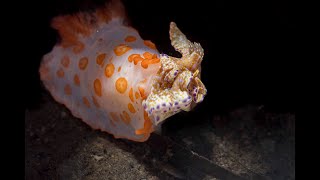 Gymnodoris rubropapulosa [upl. by Hook]