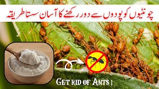 Podon sey Chuntiyan khatam karney ka Totka  How to get rid of Ants from plants [upl. by Assilanna]