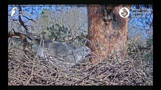 Goshawks RigaBKUS  The male 🪶 nestwork amp pairing [upl. by Bethina416]