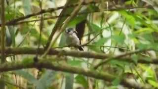 ムビる05266 エナガ enaga Long tailed Bushtit [upl. by Sommer618]