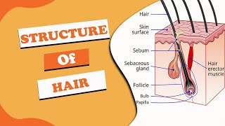 Hair structure हिन्दी में I Structure of Hair I Hair types I [upl. by Haraf]