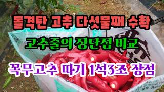 돌격탄 고추 다섯물째 수확  고추줄의 장단점 비교  꼭무고추 따기 1석 3조 장점  귀농이 ep101 [upl. by Bunde]