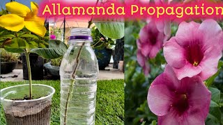 Allamanda Cutting in the Easiest MethodsHow to grow Allamanda PlantAllamanda Cuttings in Water [upl. by Eric]