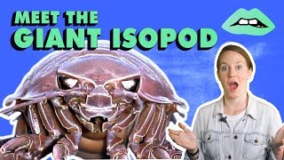 The Giant Isopod Looks Like A Cockroach That Lives Under Water [upl. by Deny]