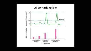 513 Neuronal Communication c PART 3 All or nothing law and saltatory conduction [upl. by Eiramanel]