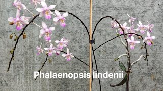 Hoa lan hồ điệp Phalaenopsis lindeniiLan đặc hưu hiếm có của rừng philippines [upl. by Brenn552]