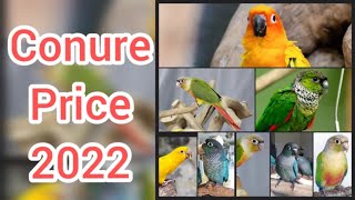 conure price 2022 [upl. by Dupuy836]