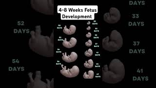 48 Weeks Fetus Development subscribe babydevelopment pregnant [upl. by Aisyat]