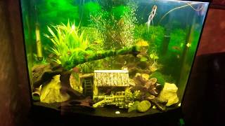 38 Gallon Bow Front Tank  Marineland  Community Tank  Display Tank [upl. by Erland847]