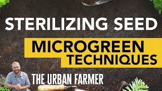 Seed Sterilization Made Simple Techniques for Successful Microgreens [upl. by Cleopatra509]