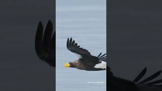 Eagle flying above the sea Beautiful Stellers sea eagle wildlife birds [upl. by Tutto]