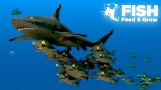 THE GIANT SHARK SHOAL  Fish Feed Grow  21 [upl. by Muhcon]