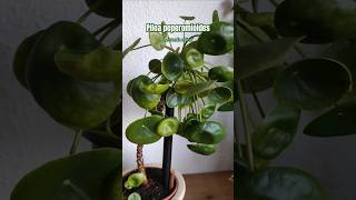 Piles peperomioides 🌿 tips plantstips gardening greenplants [upl. by Gib305]