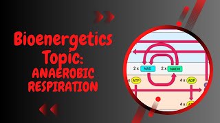 Anaerobic respiration l lactic acid l alcoholic l fermentation l XI biology l Bioenergetics [upl. by Jenna]