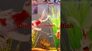 Shubunkin Goldfish breeding preparation [upl. by Ttelrahc589]