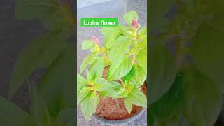 Lupins flower plant ghr PR tyar kareshort vedieo viral video [upl. by Esihcoc]