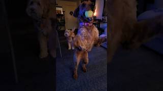 Acrobatic dog shortsvideo [upl. by Yeznil]