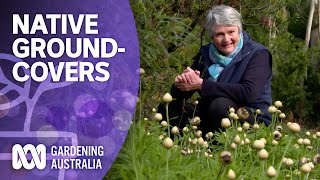 The best native groundcover plants for your garden  Australian native plants  Gardening Australia [upl. by Yona178]