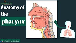 Anatomy and Physiology of the Pharynx  Detailed Overview [upl. by Gujral907]