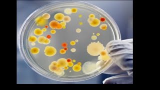 Micro Lab 2 Ubiquity of Microorganisms Culturing and Isolating Bacterial Colonies [upl. by Weide24]