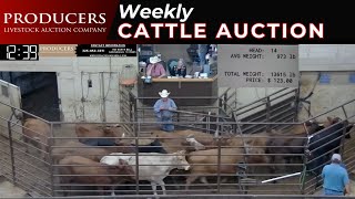 1032024  Producers Livestock Auction Company  Cattle Auction [upl. by Assirrac295]