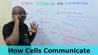 How Cells Communicate – Part 2 [upl. by Arhas]