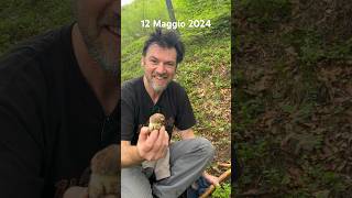 Porcini 2024Un fungo eroico😊funghi mushroom steinpilze cepes porcini [upl. by Aratahc51]