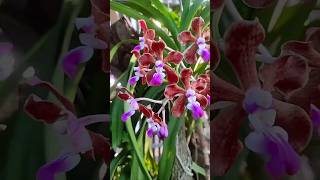 Cantol dipohon nyaman subur berbunga anggrek vanda tricolor var purpurea anggrekindonesia [upl. by Eillen]