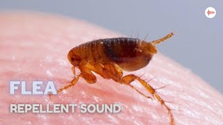 Flea Repellent Sound [upl. by Sutherland]