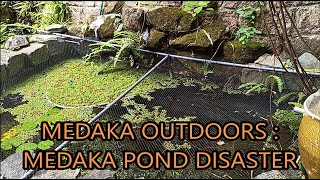 medaka outdoors  medaka pond disaster [upl. by Docia]